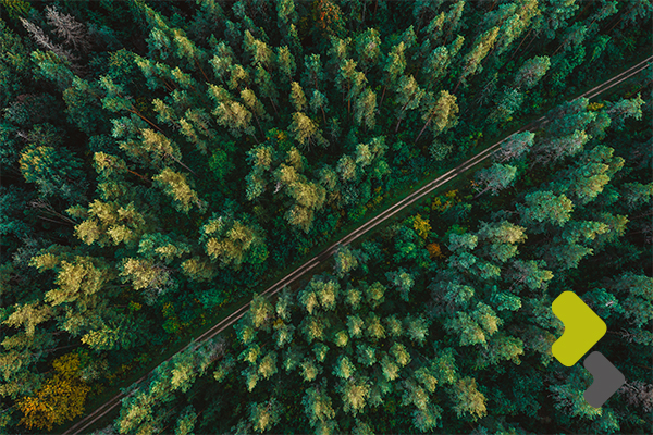 Bâtirente plantera 35 arbres pour ses 35 ans!